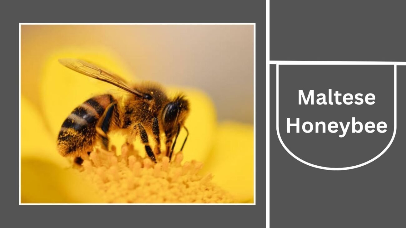 Maltese Honeybee (Apis mellifera ruttneri)