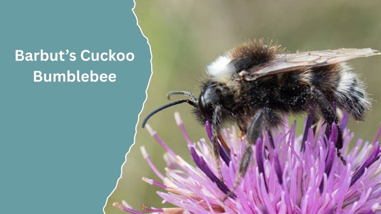 Barbut’s Cuckoo Bumblebee (Bombus barbutellus)