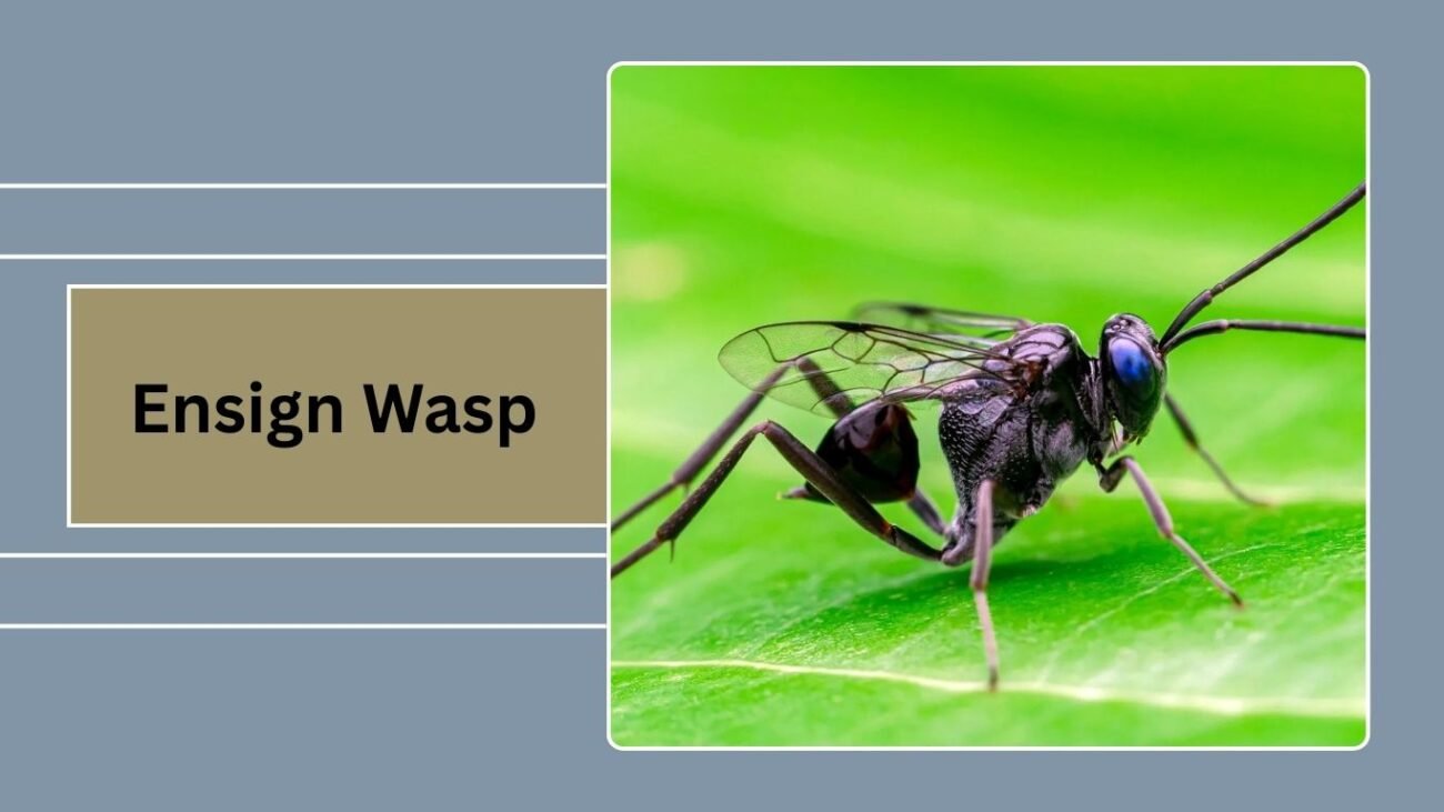 Ensign Wasp