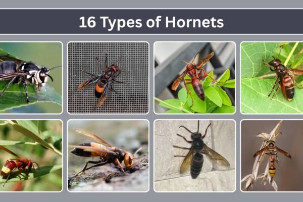 16 Types of Hornets