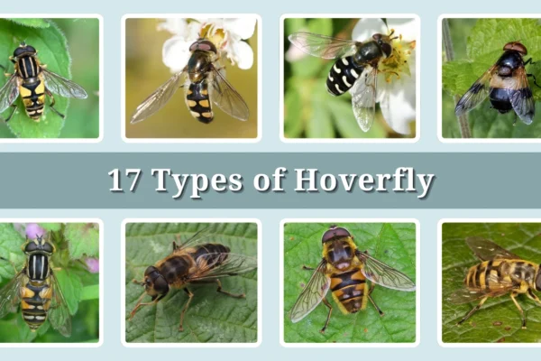 17 Types of Hoverfly Identification With Picture