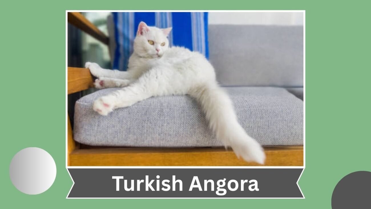 Turkish Angora