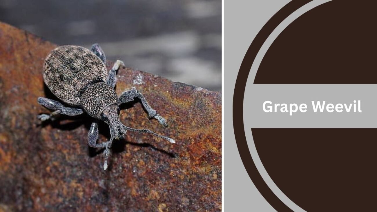 Grape Weevil