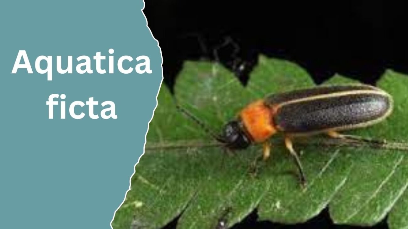 Aquatica ficta