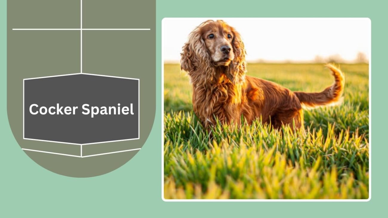 Cocker Spaniel