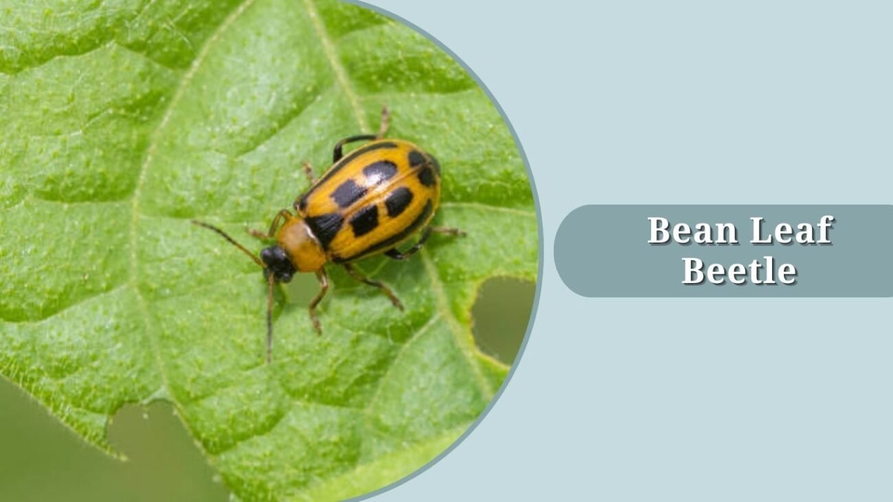 Bean Leaf Beetle