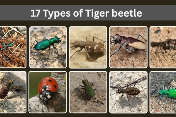 17 Types of Tiger beetle