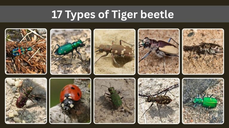 17 Types of Tiger beetle: Identification, Habitat and diet