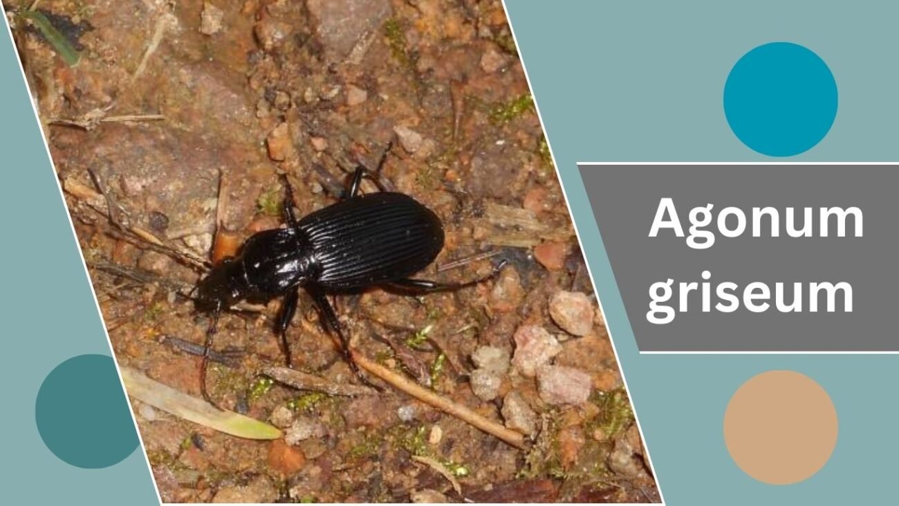 Agonum griseum