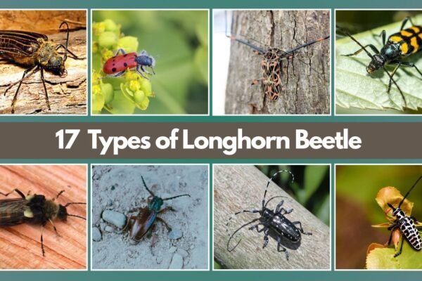 17 Types of Longhorn Beetle
