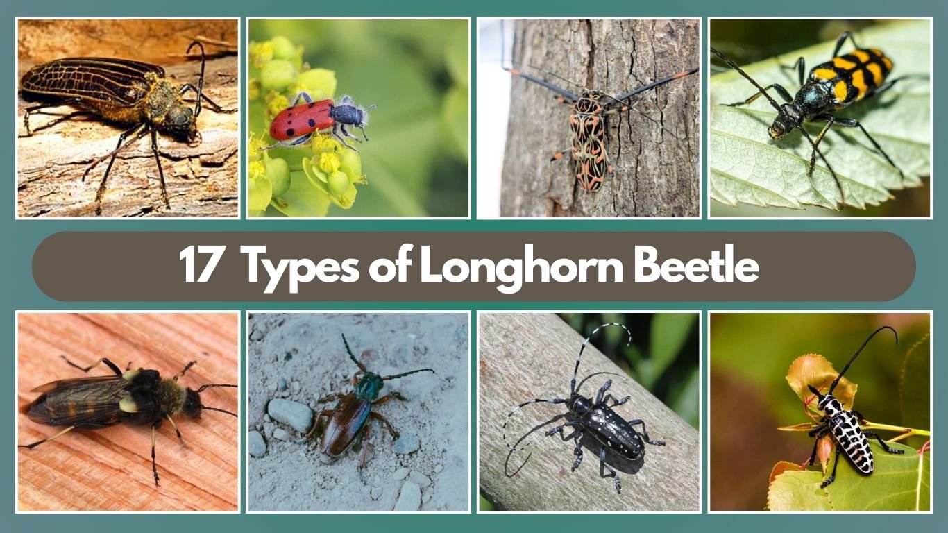 17 Types of Longhorn Beetle