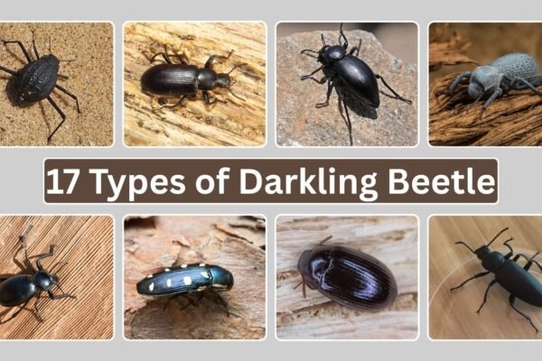 17 Types of Darkling Beetle