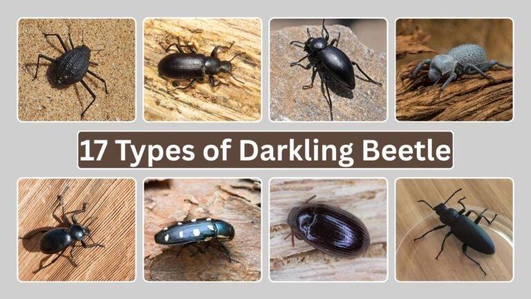 17 Types of Darkling Beetle