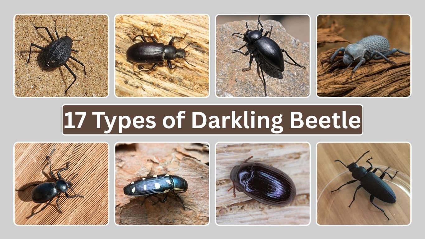 17 Types of Darkling Beetle