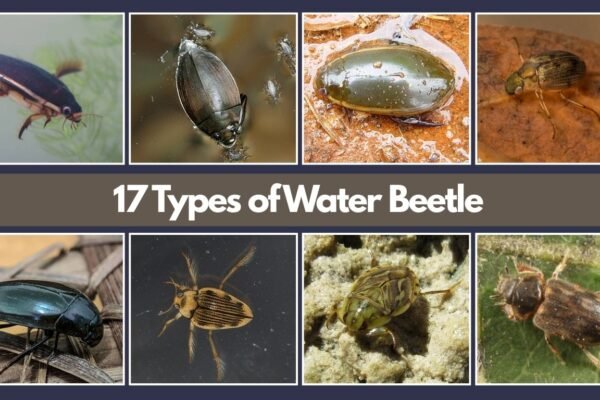 17 Types of Water Beetle