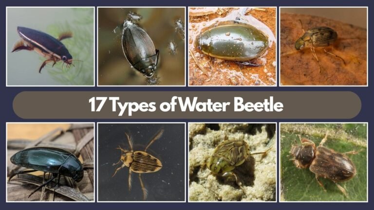 17 Types of Water Beetle: Identification, Habitat, Behaviors, Diet