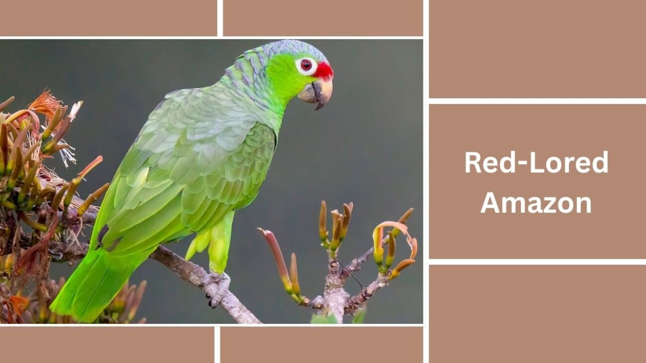 Red-Lored Amazon