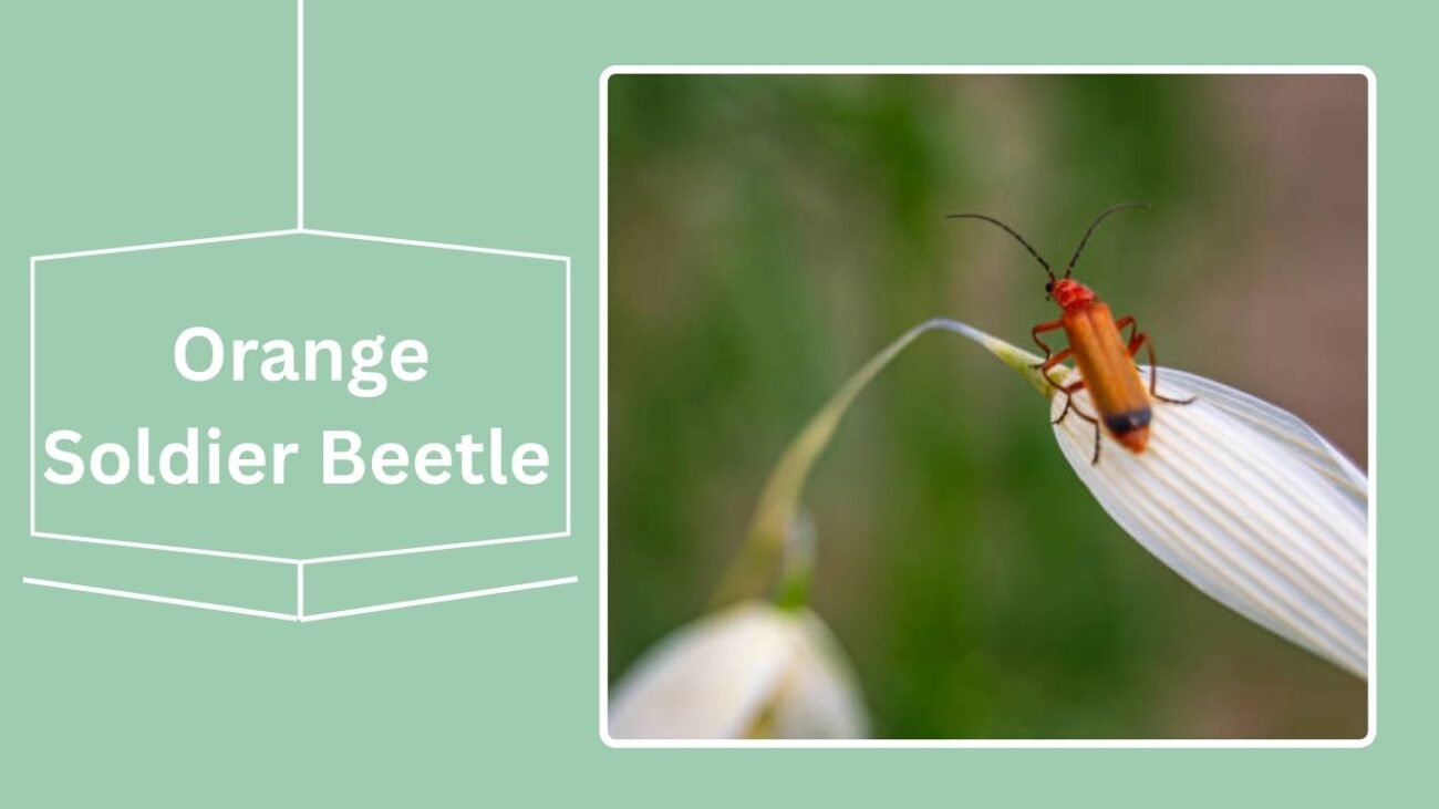 Orange Soldier Beetle (Cantharis lateralis)
