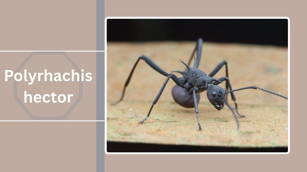 Polyrhachis hector