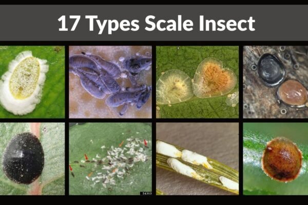 17 Types Scale Insect
