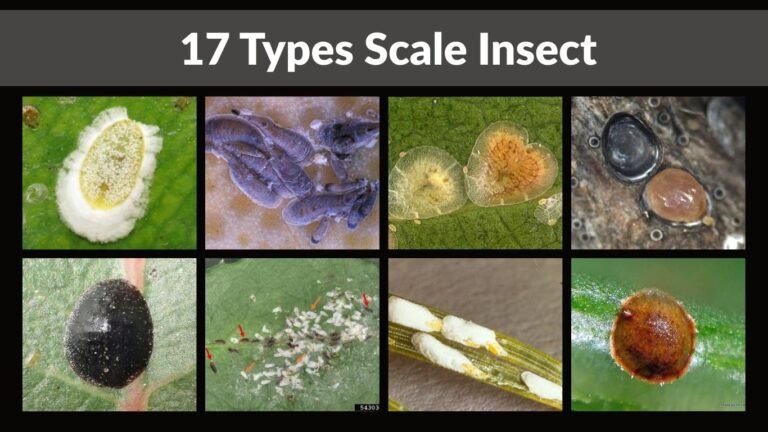 17 Types Scale Insect