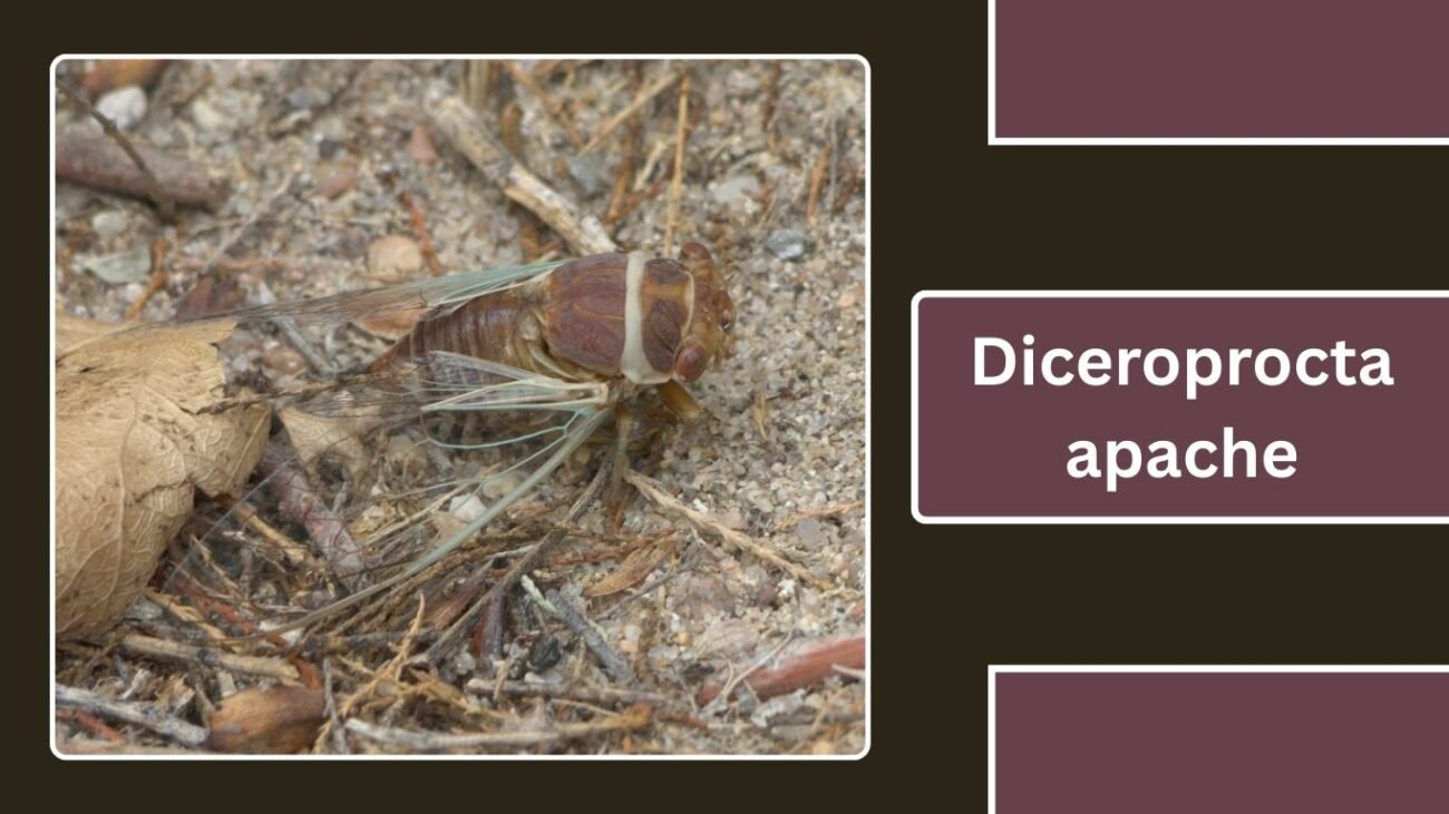 Diceroprocta apache