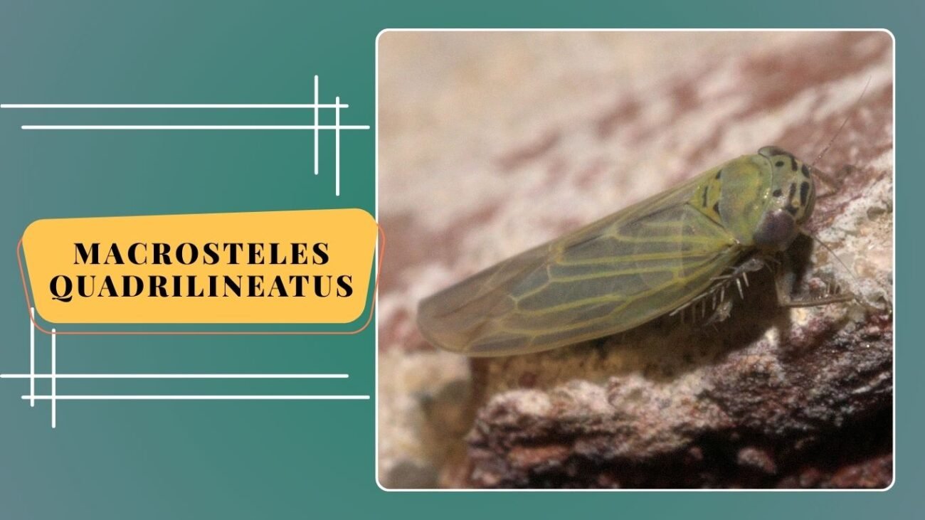 Macrosteles quadrilineatus (Aster Leafhopper)