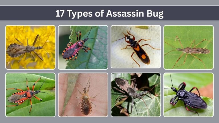 17 Types of Assassin Bug: Identification with Pictures