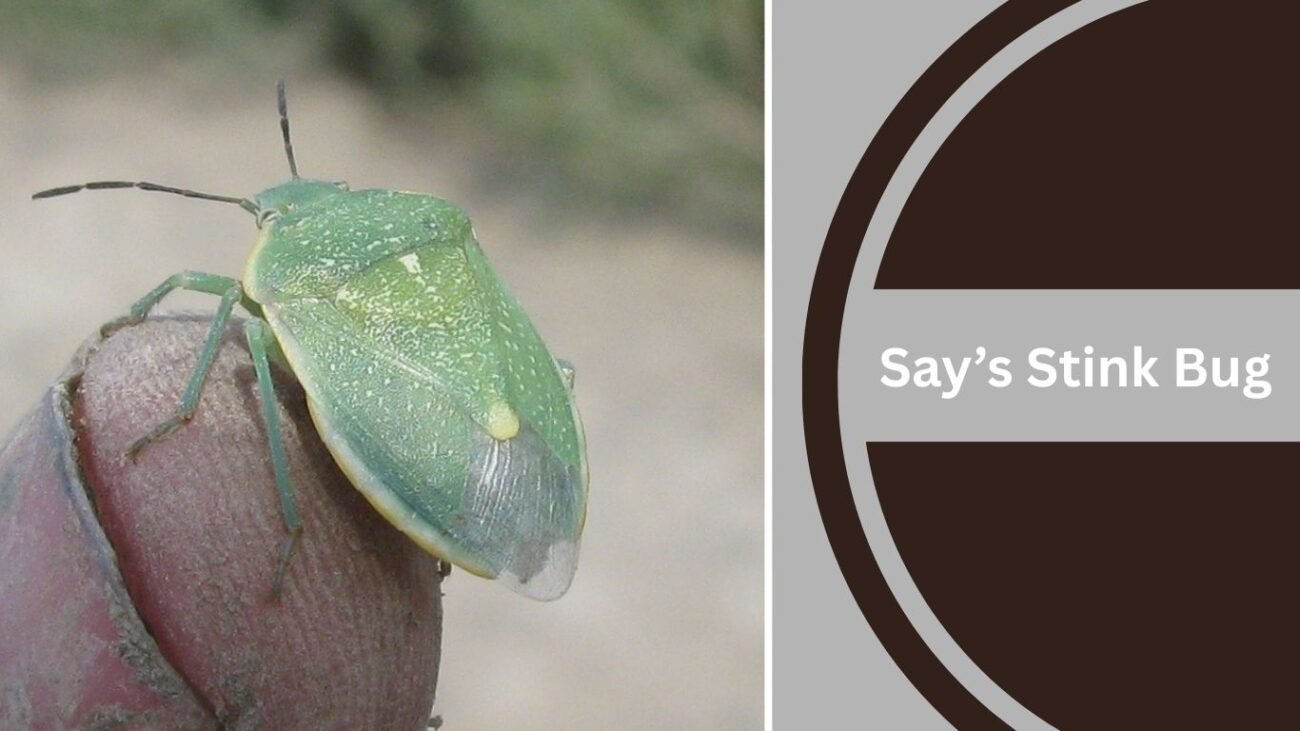 Say’s Stink Bug