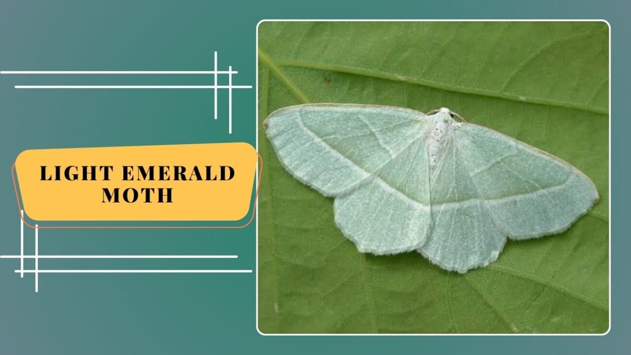  Light Emerald Moth (Campaea margaritata)
