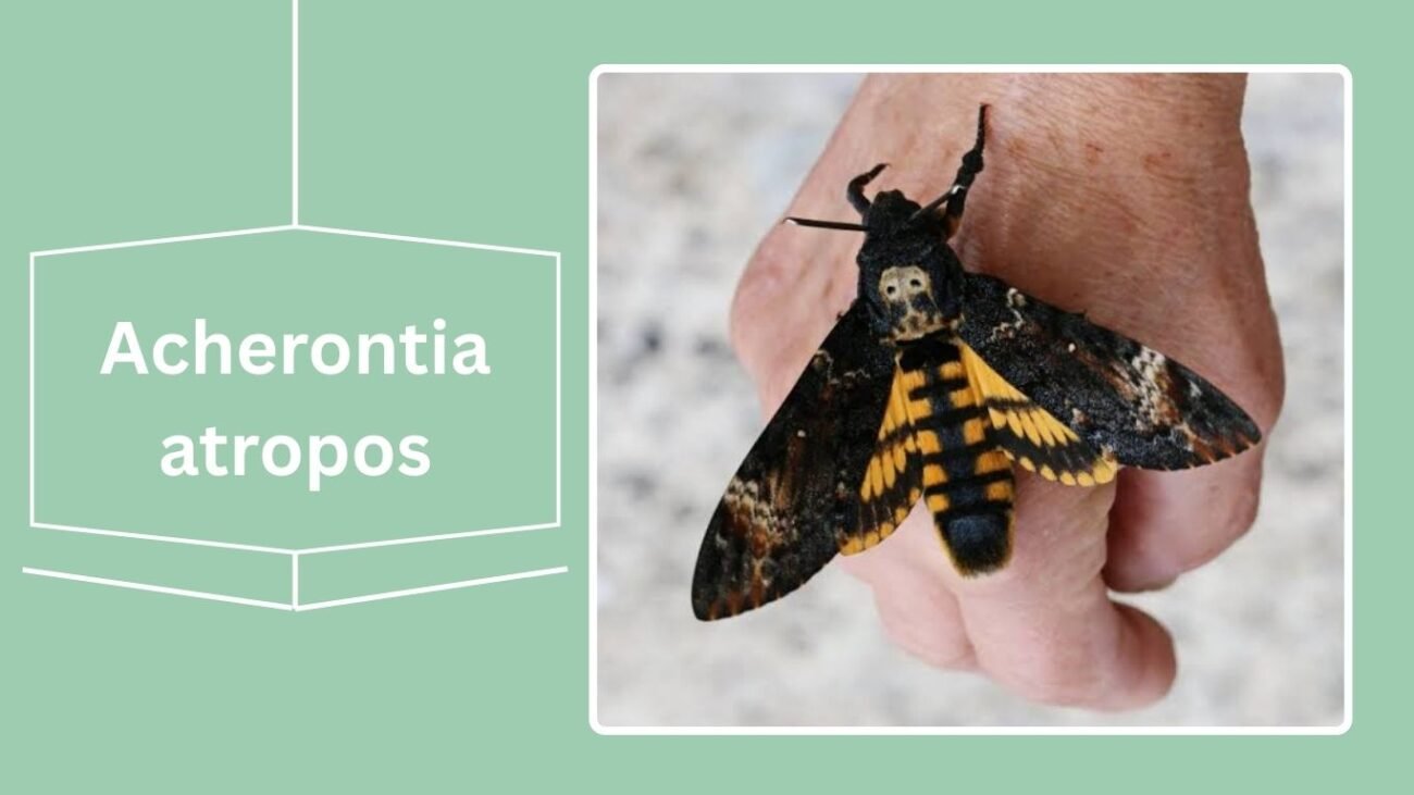 Acherontia atropos (Death’s-head Hawk Moth)