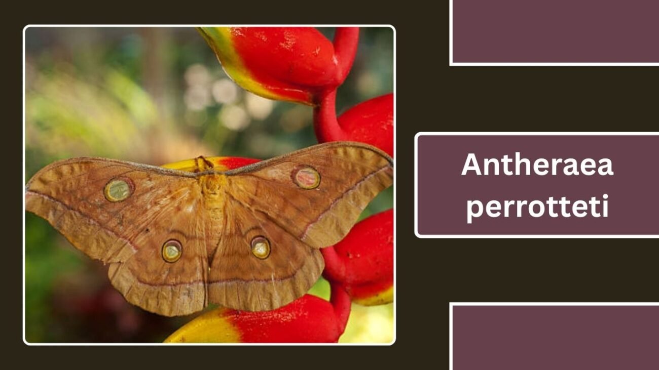 Antheraea perrotteti (Perrottet’s Silk Moth)