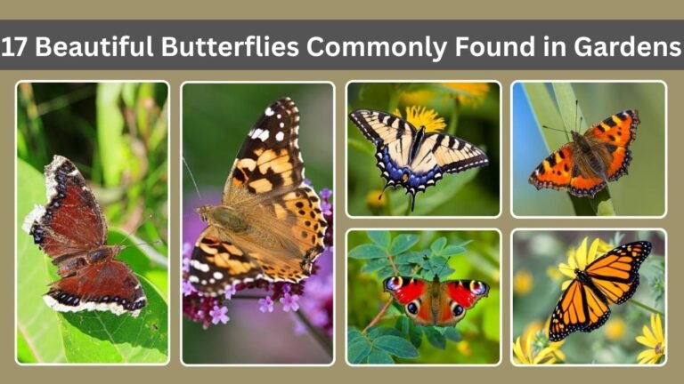 17 Beautiful Butterflies Commonly Found in Gardens