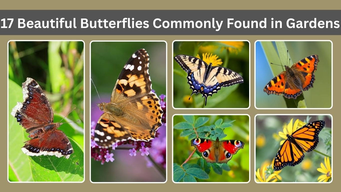 17 Beautiful Butterflies Commonly Found in Gardens