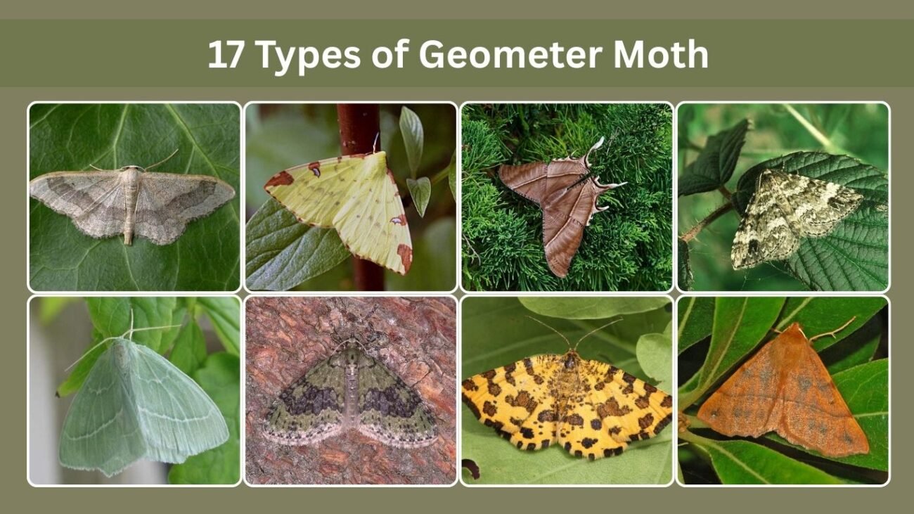 Types Moth Insect 17 Types of Geometer Moth: Identification with Pictures