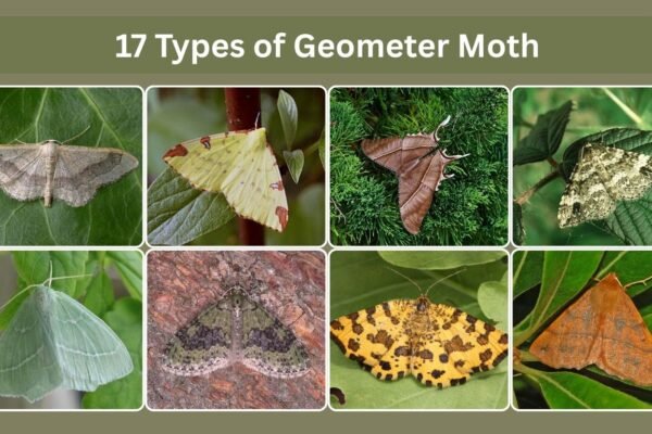 17 Types of Geometer Moth