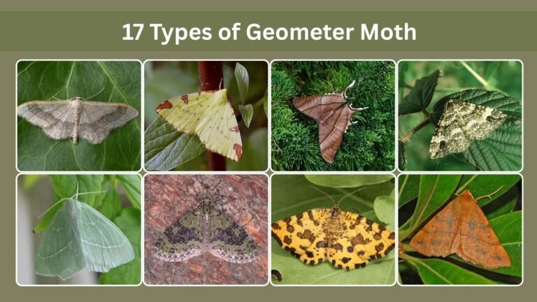 17 Types of Geometer Moth: Identification with Pictures