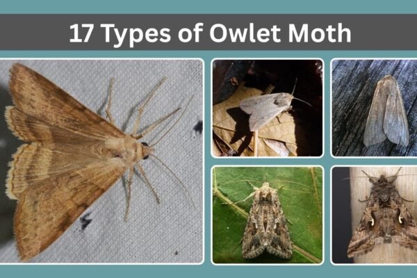 17 Types of Owlet Moth