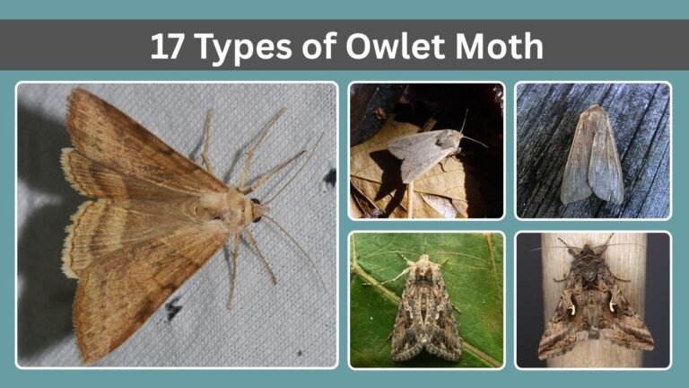 17 Types of Owlet Moth