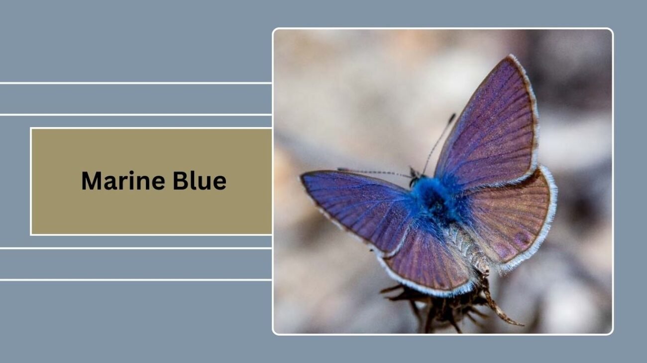 Marine Blue (Leptotes marina)
