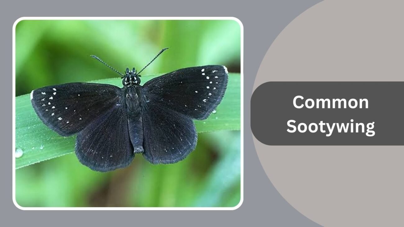 Common Sootywing