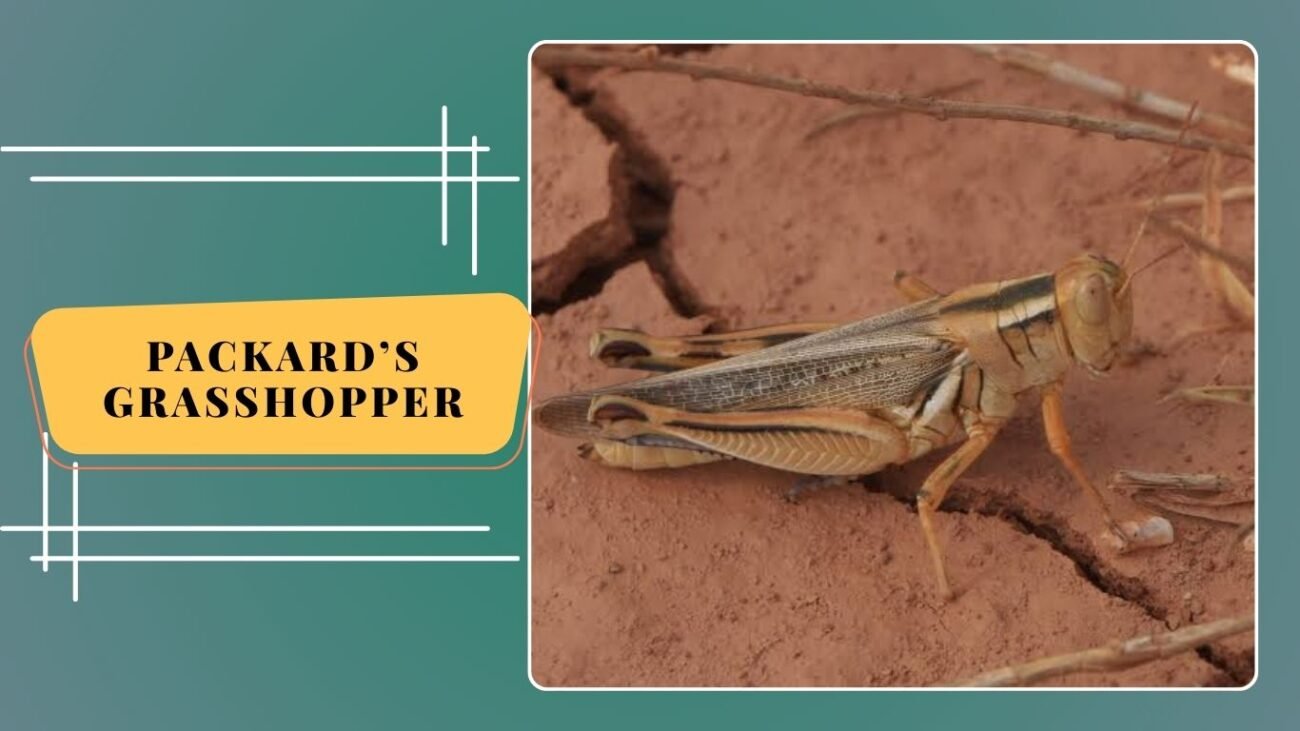 Packard’s Grasshopper