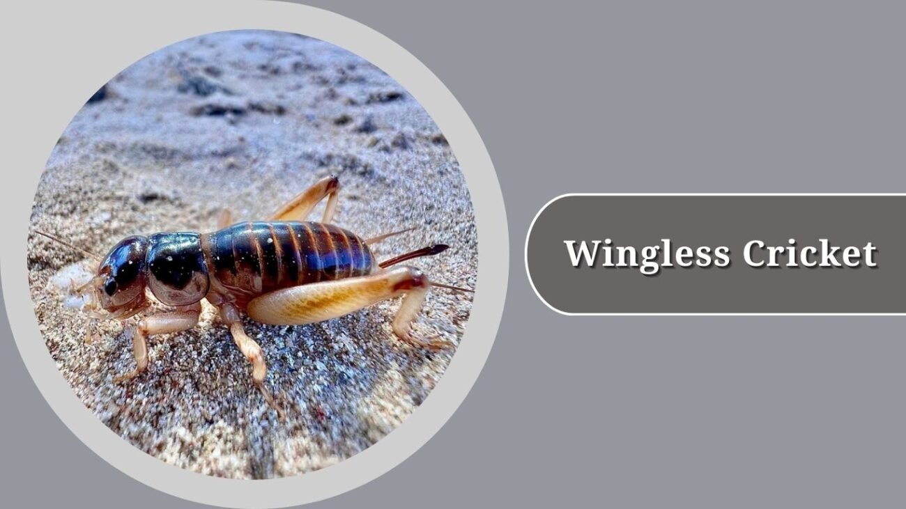  Wingless Cricket