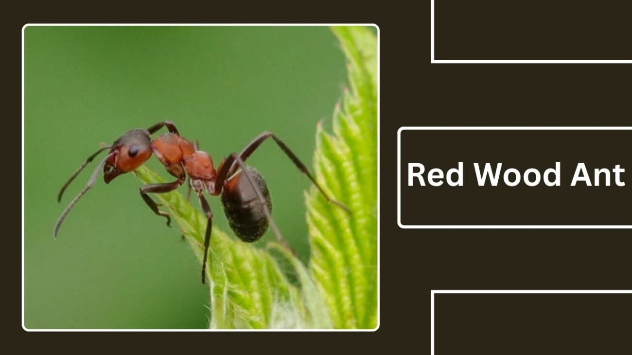 Red Wood Ant