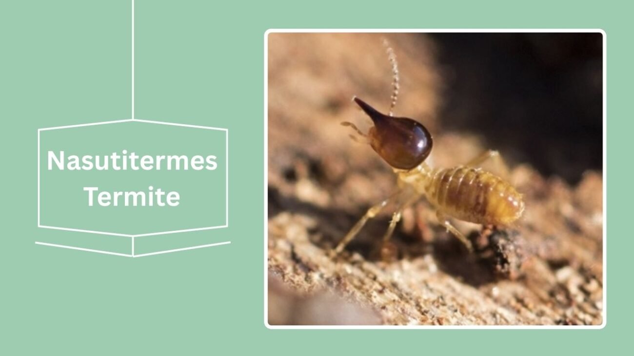 Nasutitermes Termite