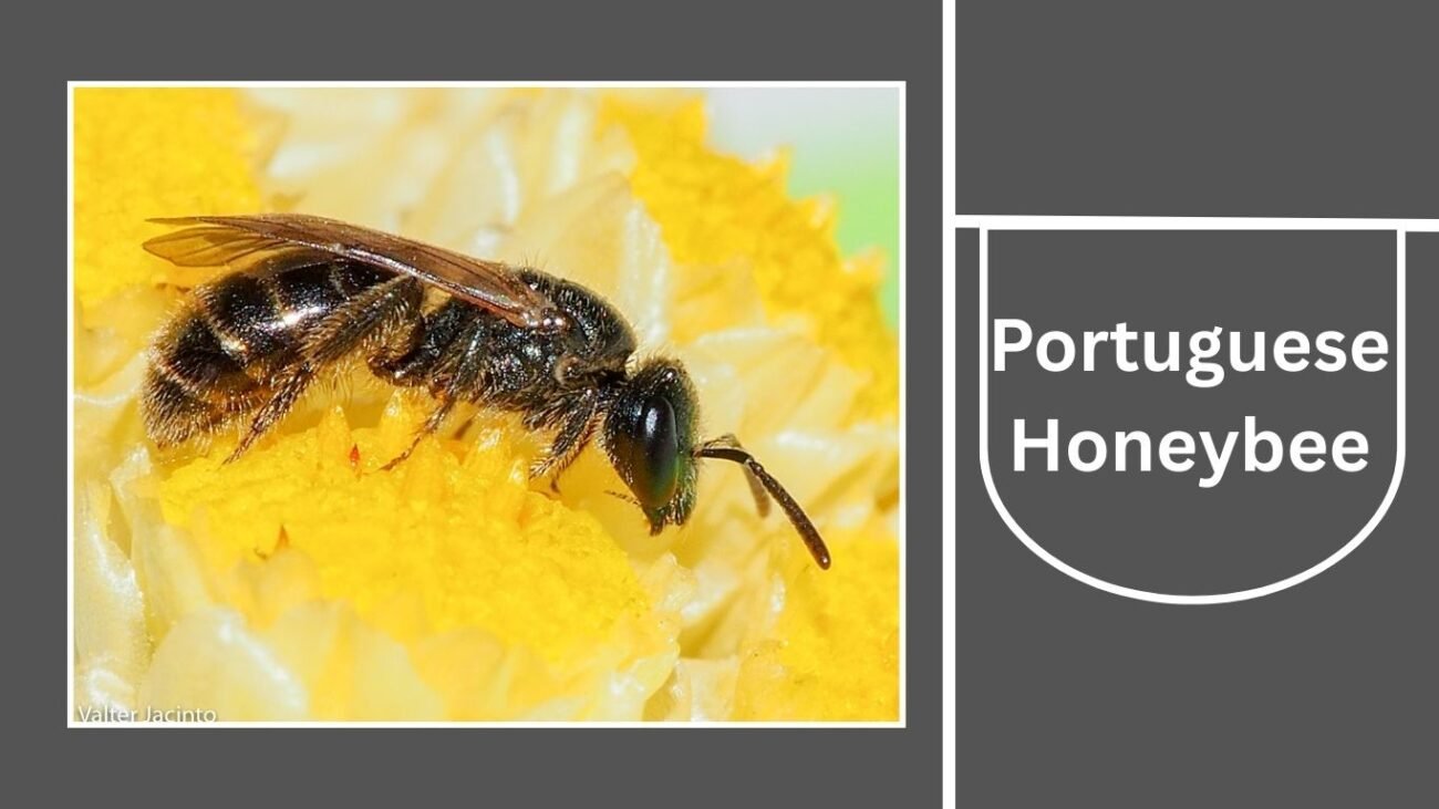  Portuguese Honeybee (Apis mellifera iberiensis)