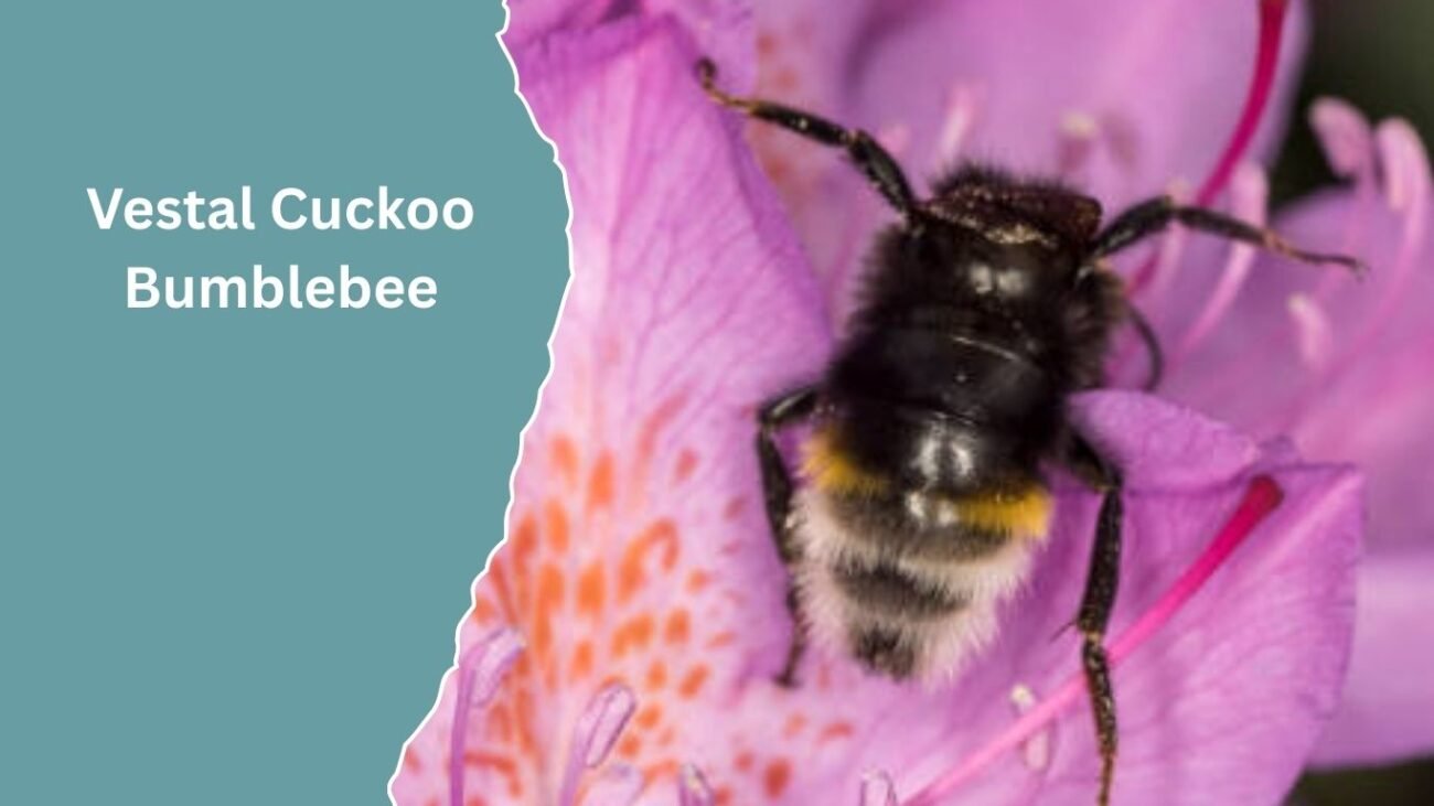 Vestal Cuckoo Bumblebee (Bombus vestalis)