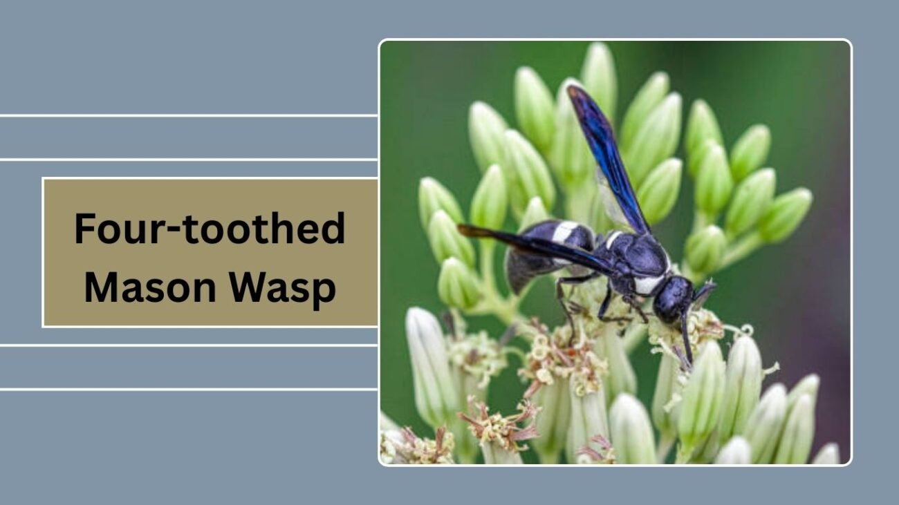 Four-toothed Mason Wasp