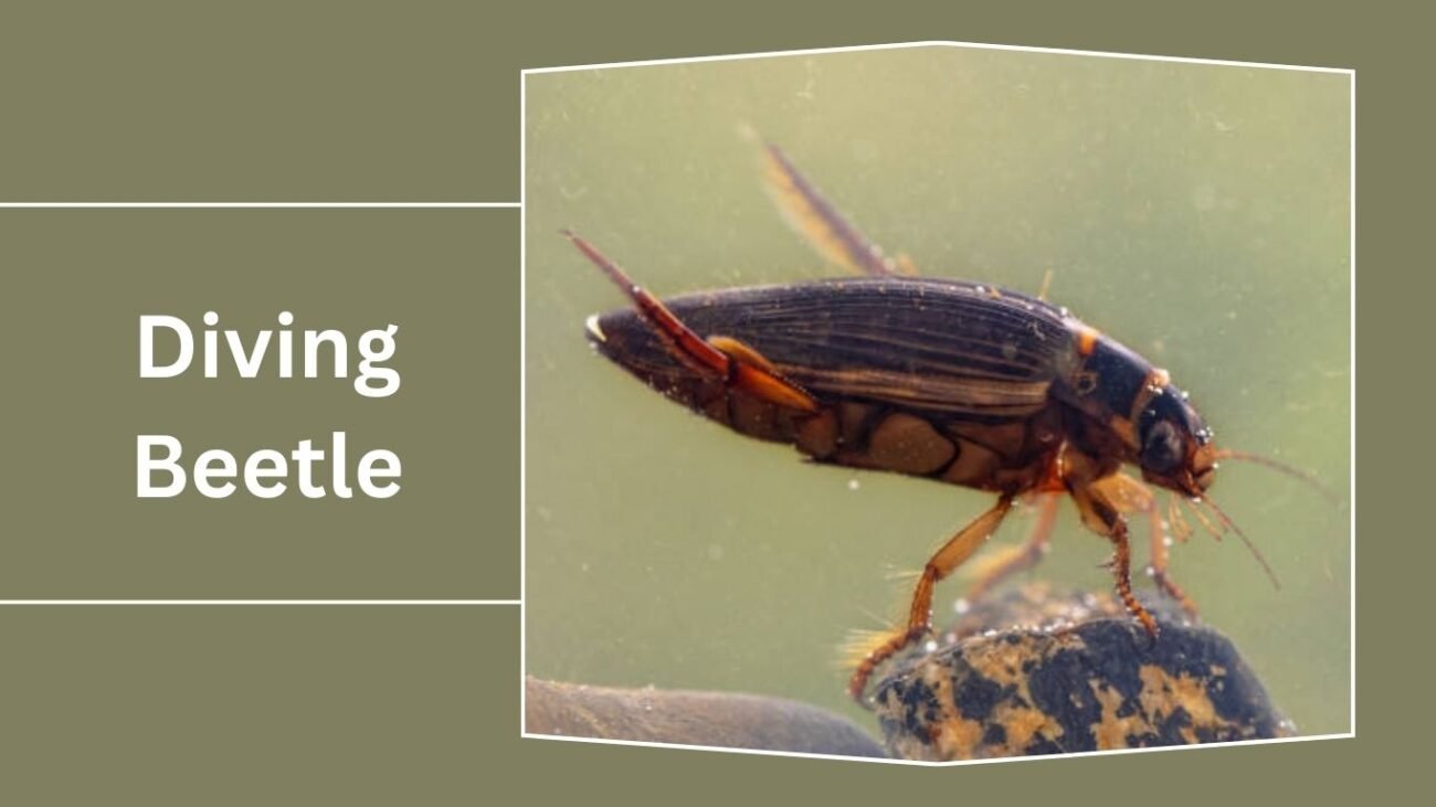 Diving Beetle (Dytiscidae)