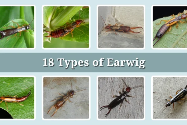 18 Types of Earwig Identification With Picture